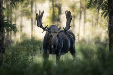 Original Realism Animal Photography by Michael Paul