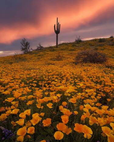 Original Realism Landscape Photography by Michael Paul