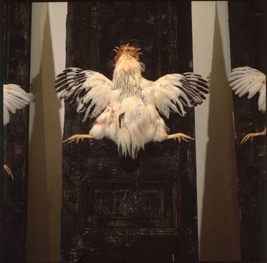 Koraz Bird - Exposition -2 thumb