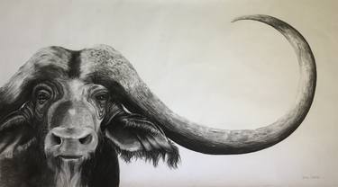 Original Realism Animal Drawings by Tanya Schulz