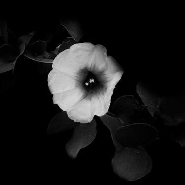 Print of Minimalism Floral Photography by Fawwad Aslam