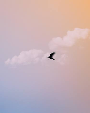Blackbird. Sky In Orange And Purple Sunset Color With Cloud. thumb