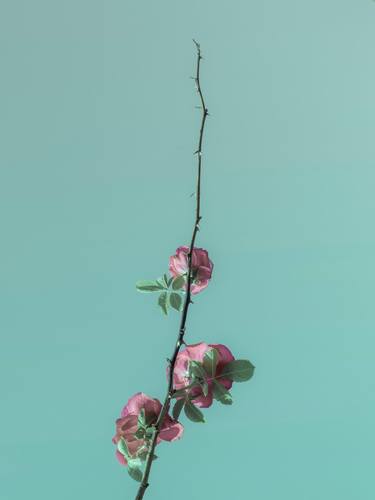 Print of Minimalism Floral Photography by Michael Lomiya