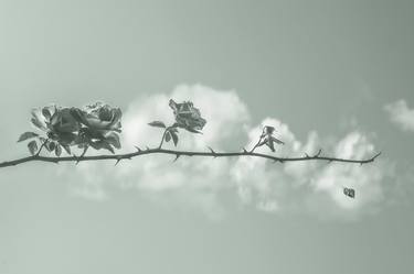 Print of Minimalism Floral Photography by Michael Lomiya