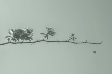 Life. Roses On A Branch With Thorns. Monochrome. thumb