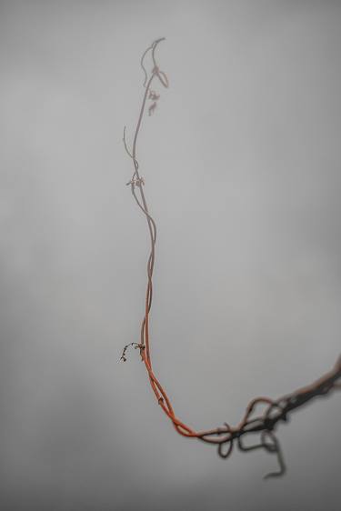 Print of Minimalism Botanic Photography by Michael Lomiya