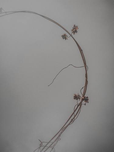 Print of Minimalism Botanic Photography by Michael Lomiya