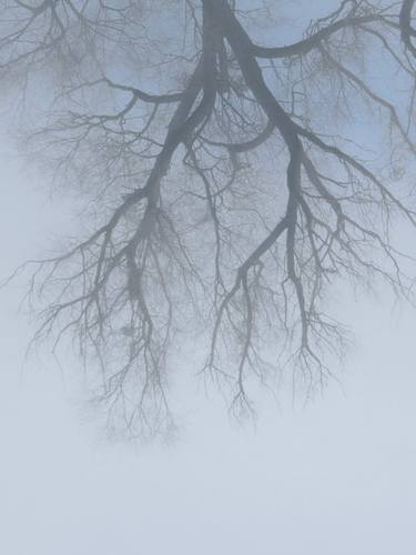 Winter. A Branching Tree In The Fog. thumb