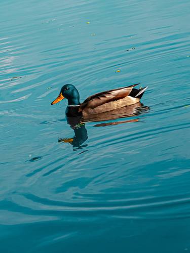 Duck In Blue Water With Reflection thumb