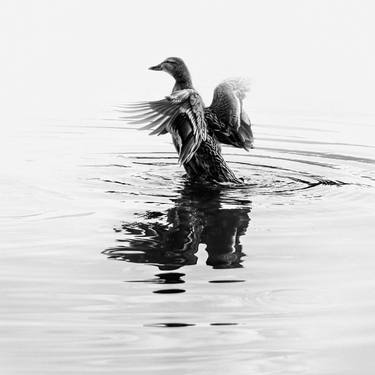 Print of Animal Photography by Michael Lomiya