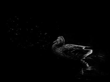 Black And White Duck Floating In The Reflection Of Stars thumb