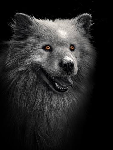 Print of Photorealism Dogs Photography by Michael Lomiya