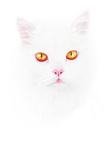 Print of Photorealism Cats Photography by Michael Lomiya