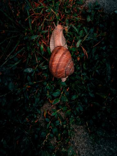 Print of Realism Nature Photography by Michael Lomiya