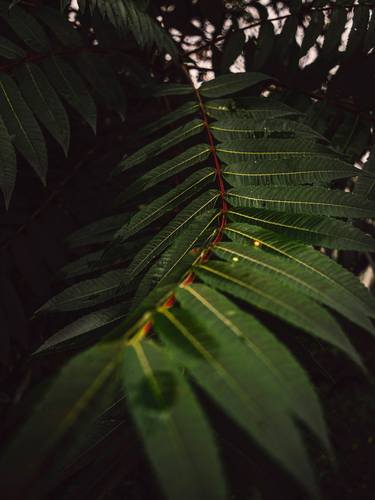 Print of Photorealism Botanic Photography by Michael Lomiya