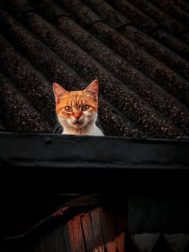Cat On Roof thumb