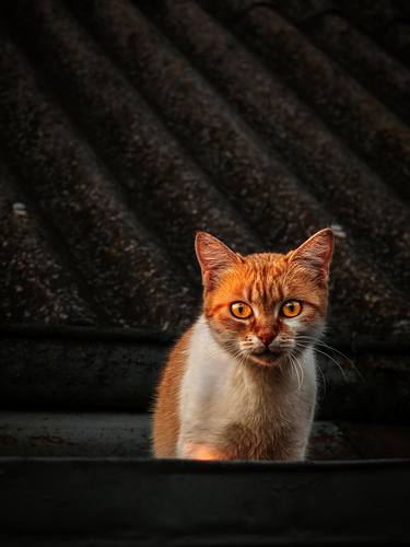 Portrait Of A Ginger Cat On The Roof Of A Building thumb