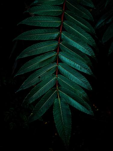Tropical Wet Leaf In The Moonlight thumb