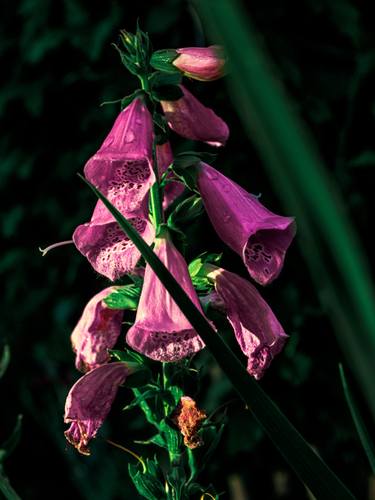 Print of Photorealism Botanic Photography by Michael Lomiya