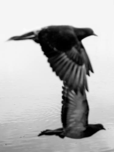 Black And White Phography. Two Black Birds. Vertical Version. thumb