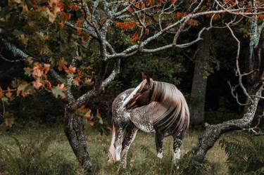 Original Realism Horse Photography by Anna Archinger