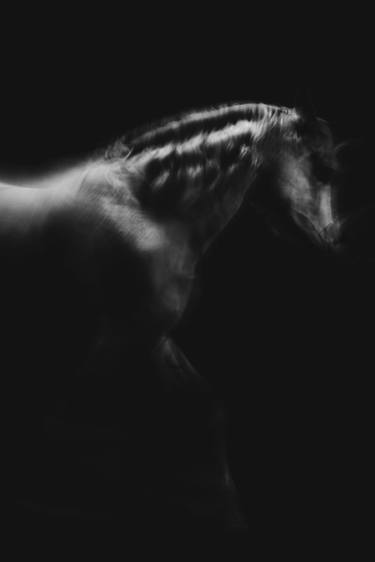 Original Black & White Animal Digital by Anna Archinger