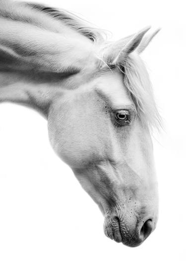 Original Documentary Animal Photography by Anna Archinger