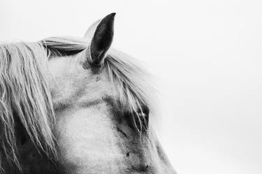 Original Animal Photography by Anna Archinger