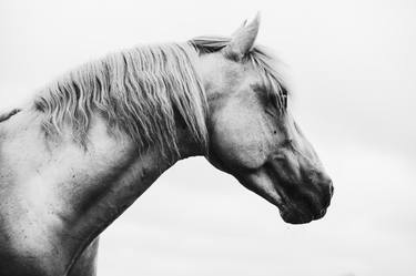 Original Animal Photography by Anna Archinger