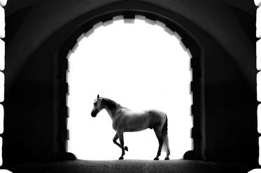 Original Documentary Animal Photography by Anna Archinger