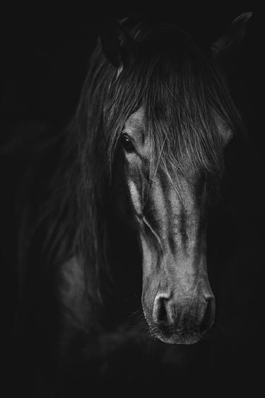 Original Realism Animal Photography by Anna Archinger