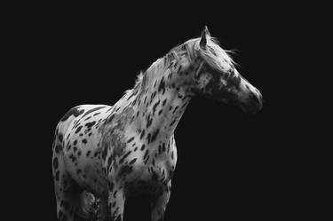Original Black & White Animal Paintings by Anna Archinger
