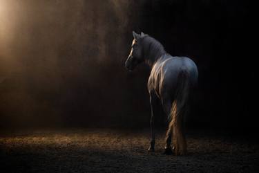 Original Symbolism Animal Photography by Anna Archinger