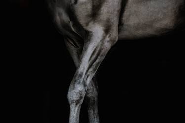 Original Symbolism Animal Photography by Anna Archinger