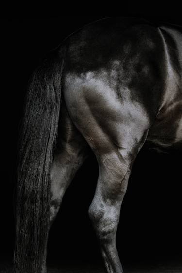 Original Symbolism Animal Photography by Anna Archinger