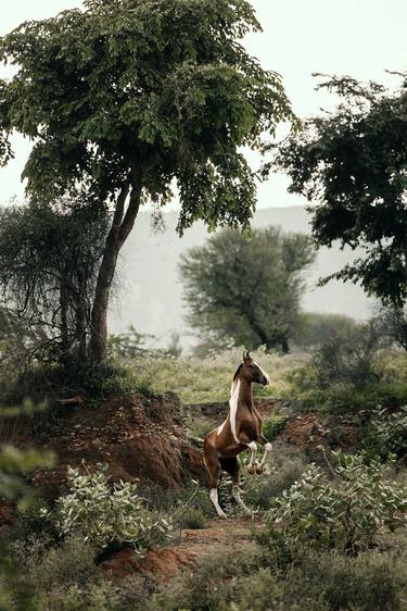 Original Realism Animal Photography by Anna Archinger