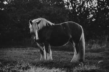Original Romanticism Animal Photography by Anna Archinger