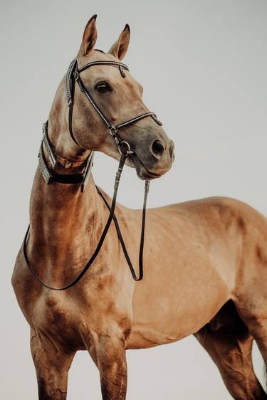 Original Classicism Animal Photography by Anna Archinger
