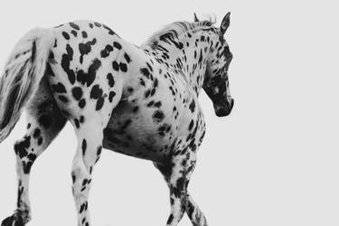 Original Surrealism Horse Photography by Anna Archinger