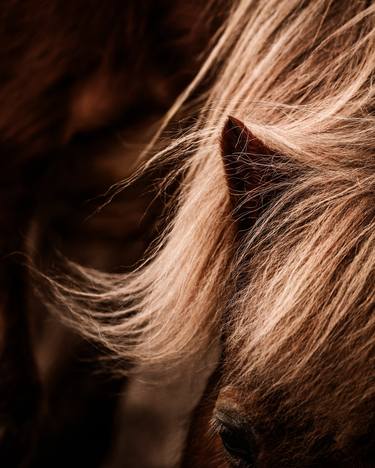 Original Color Field Painting Horse Photography by Anna Archinger