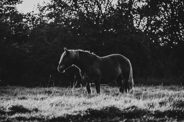 Original Black & White Animal Photography by Anna Archinger