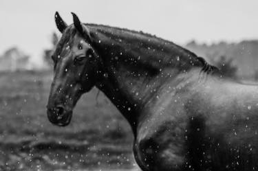 Original Figurative Horse Digital by Anna Archinger