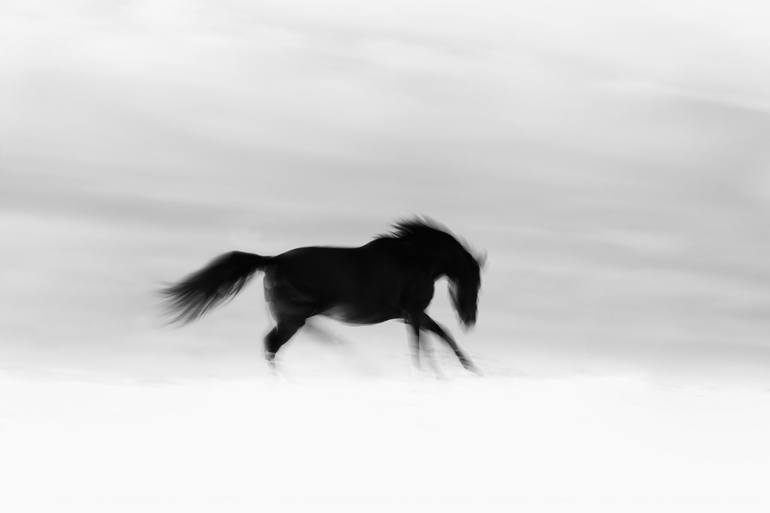 Original Horse Photography by Anna Archinger | Figurative Art on Paper | Into the Wild
