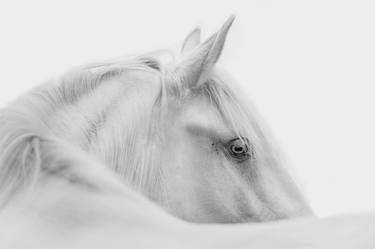Original Art Nouveau Animal Photography by Anna Archinger