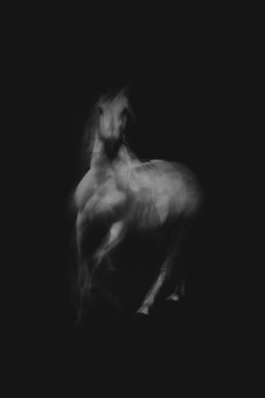 Original Abstract Expressionism Animal Photography by Anna Archinger