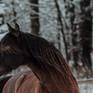 Detail of a horse in a winter landscape