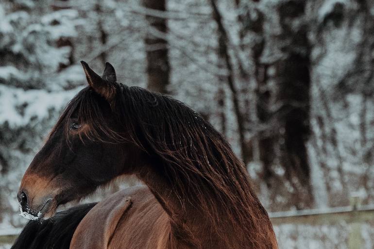 Original Surrealism Nature Photography by Anna Archinger