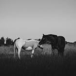 Collection Large-Scale Photography