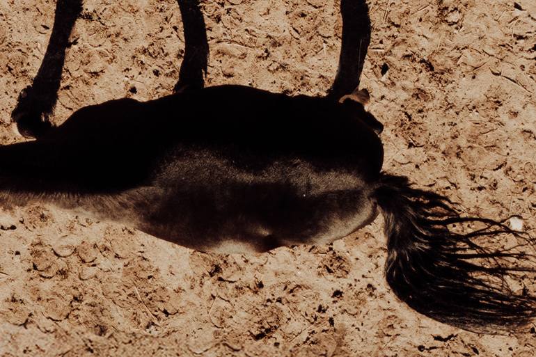 Original Romanticism Horse Photography by Anna Archinger