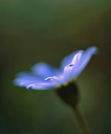 Print of Floral Photography by Peter Watson